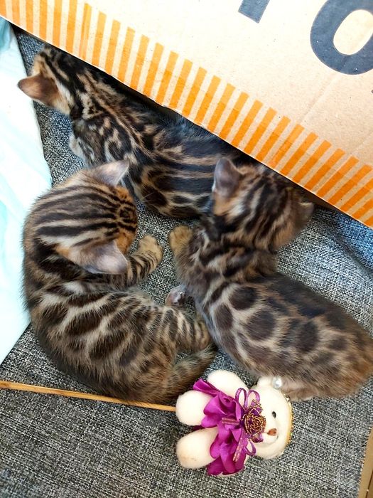 Котята с рисунком Леопарда. БЕНГАЛЬСКИЕ