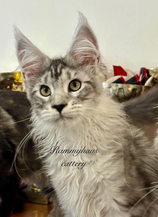 Felisa autorizata WCF, vinde pisoi cu pedigree, rasa Maine coon