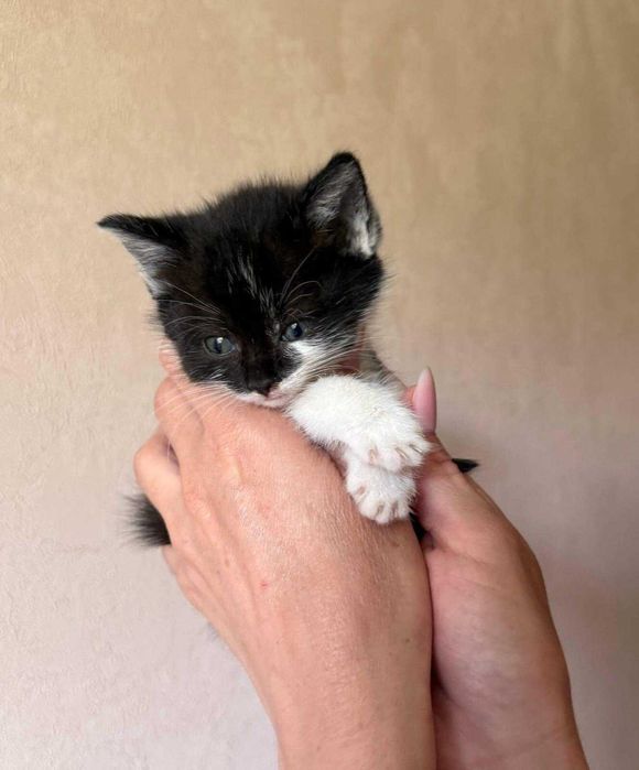 Котенку нужен дом!