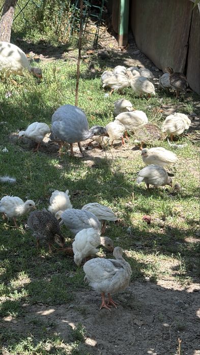 Цесарята цесарок цыплята куры цецарки