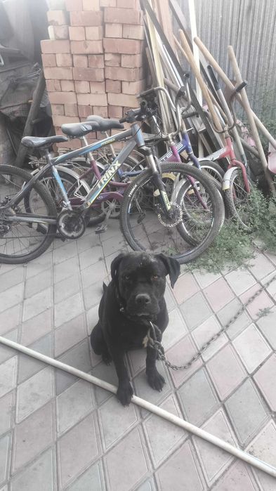 Отдам в хорошие руки