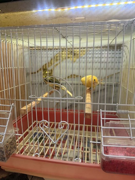 Canari de vînzare inelați la furie 2024 - 2025