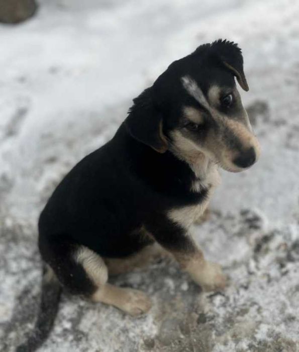 Щенок в доброе руки, девочка 4 месяца