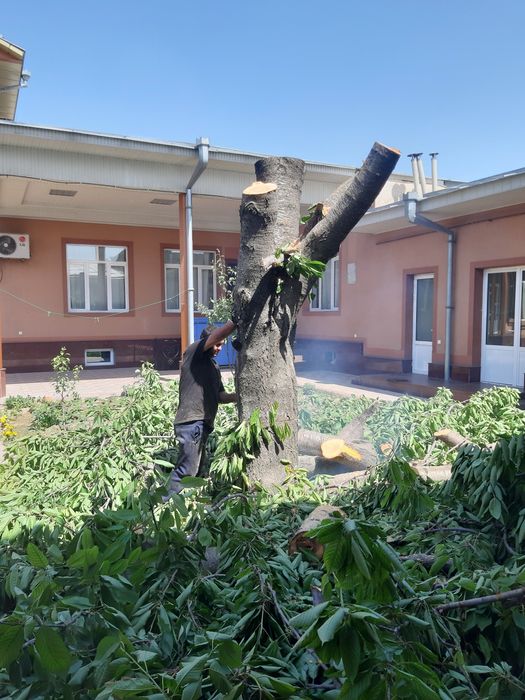 Benzopila xizmati daraxt kesish arralash