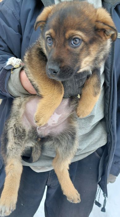Отдам щенка, девочку.