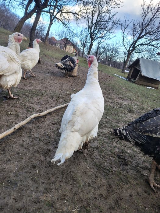 Curci românești de vanzare