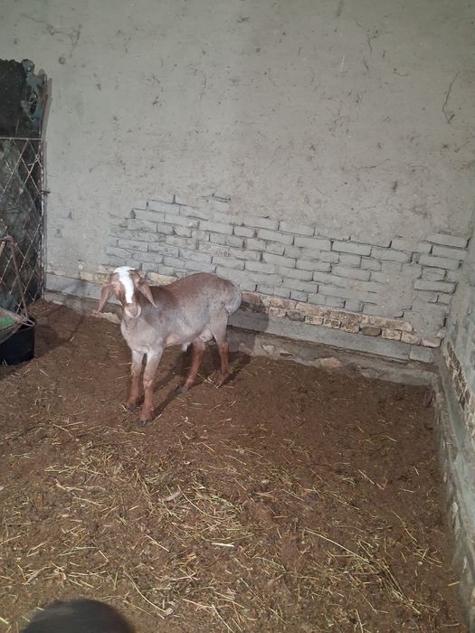 Бокиладиган куйлар