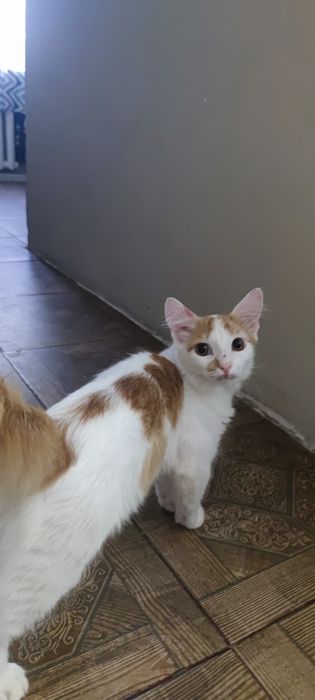 Ласковый кот(мальчик). Бесплатно дарю.