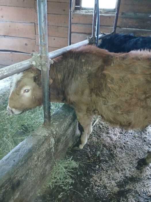 Vând vitel  de rasa