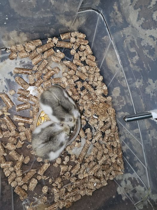 Продам джунгарских хомяков, ЧИТАЙТЕ ОПИСАНИЕ!!!