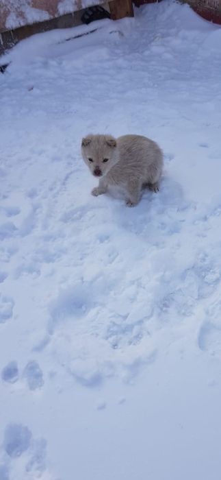 Ищем дом щенятам!