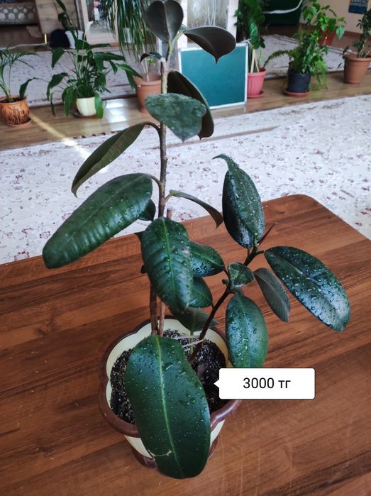 Комнатные растения