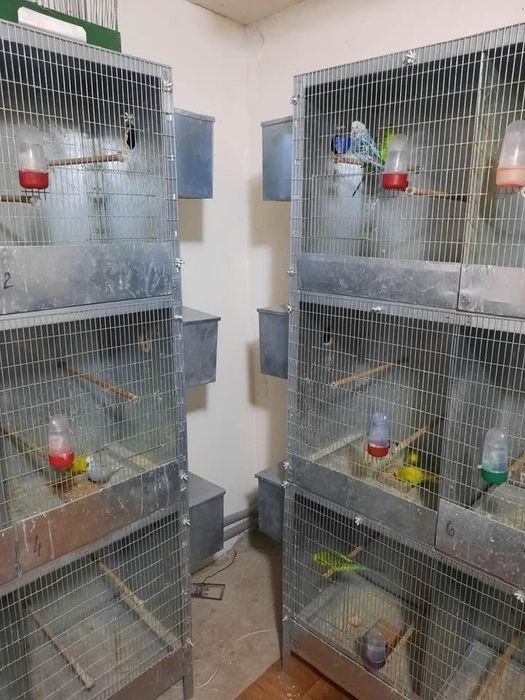 Vand colivii papagali boxe reproducere