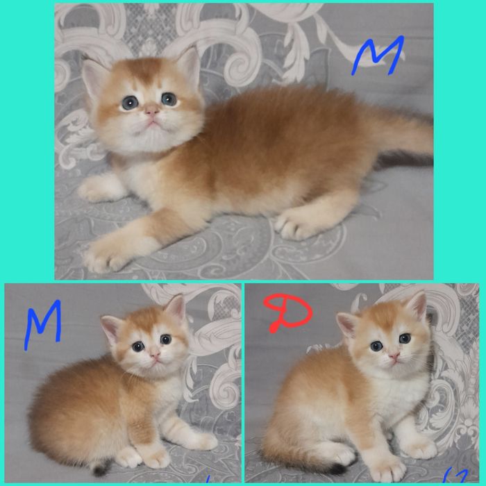 Продаются шикарные котята,золотая шиншилла..