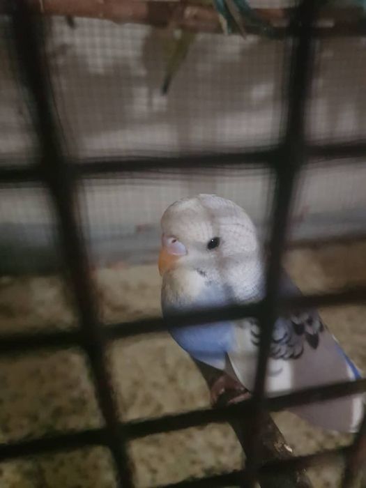 Волнистый попугайчик сотилади