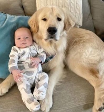 Щенки Голден Ретривера.