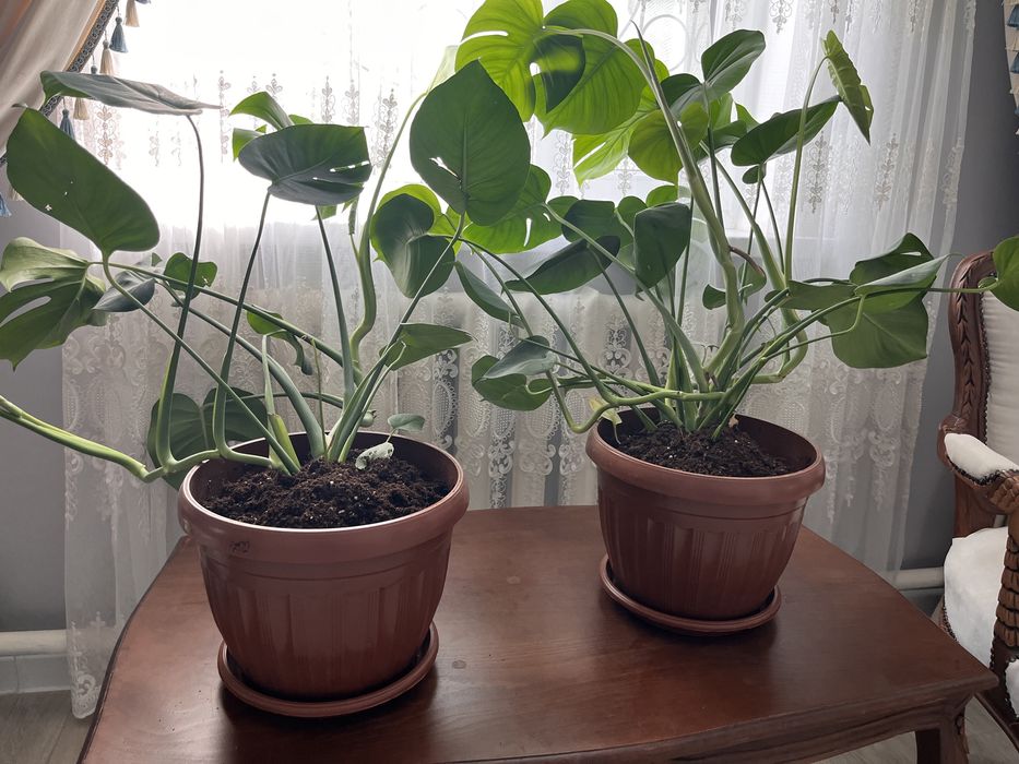 Продается домашние комнатные цветы