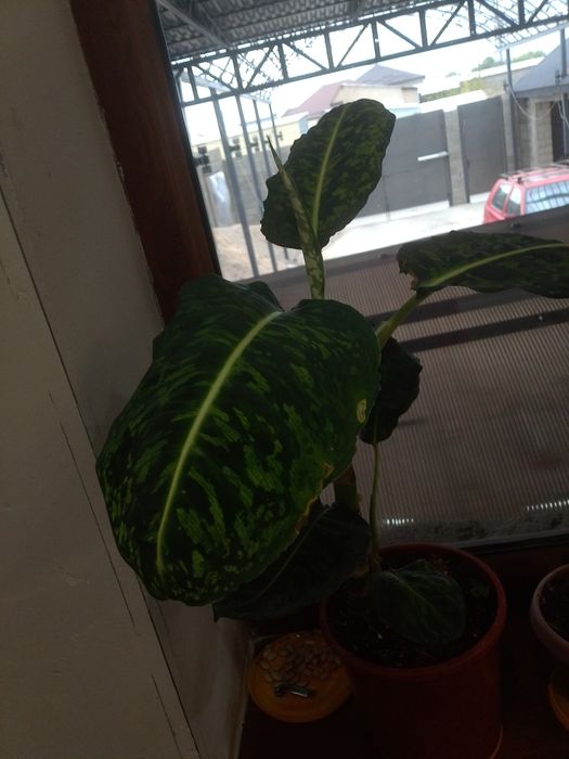 Диффенбахия гүлі