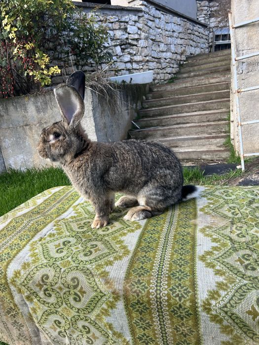 Белгийски великан