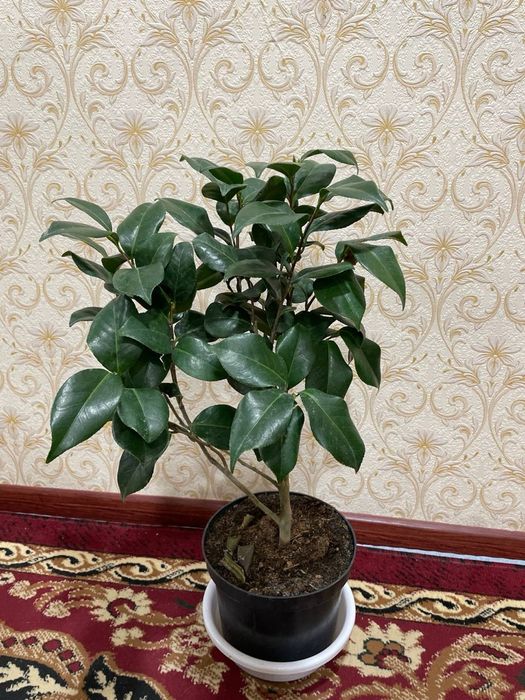 Kameliya Japonika Oq