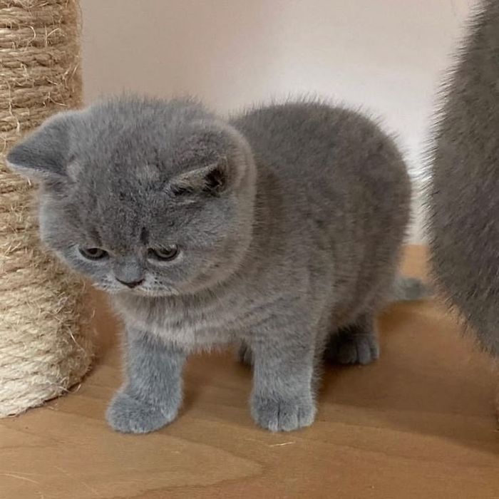 Продам шотландских котят