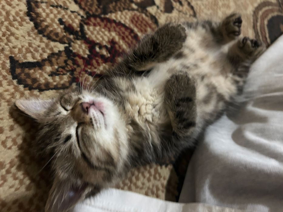 Пропал котёнок помогите найти