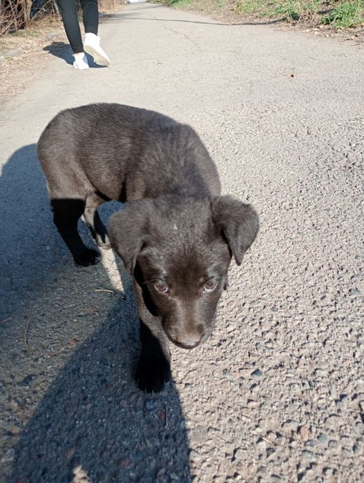 Щеночка выкинули из машины , плачет ищет дом,помогите добрые люди