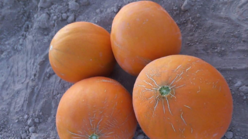 Қауын Шымкент қаласы