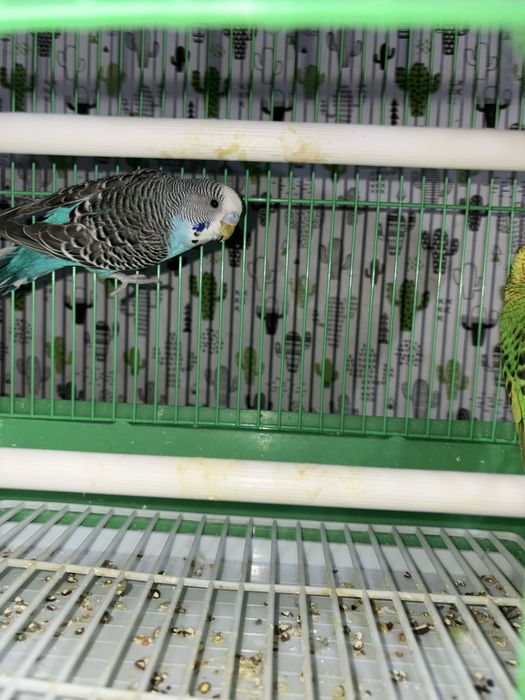 Попугаи Волнисиков