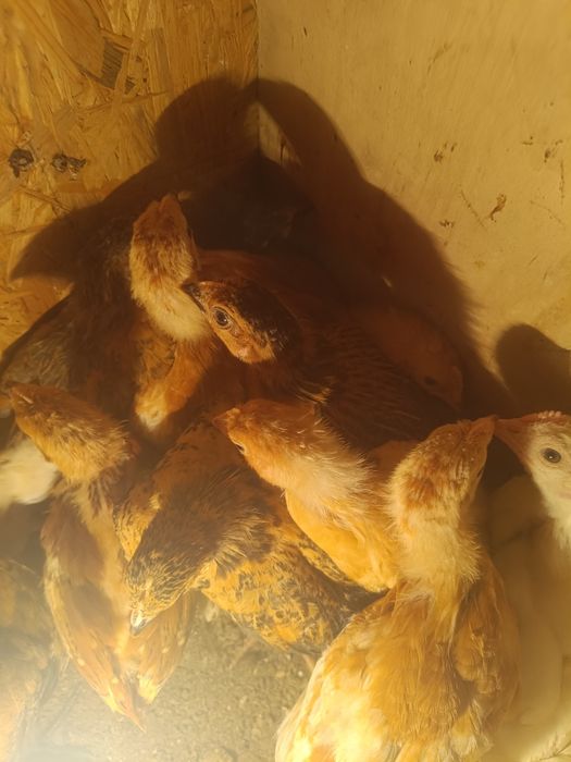 Цыплята   цыплята