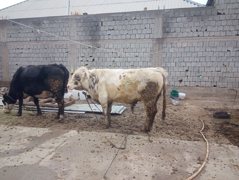 Осы бука сатилади 780минг