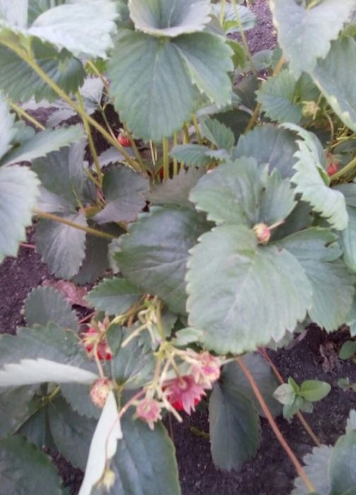 Рассада клубники