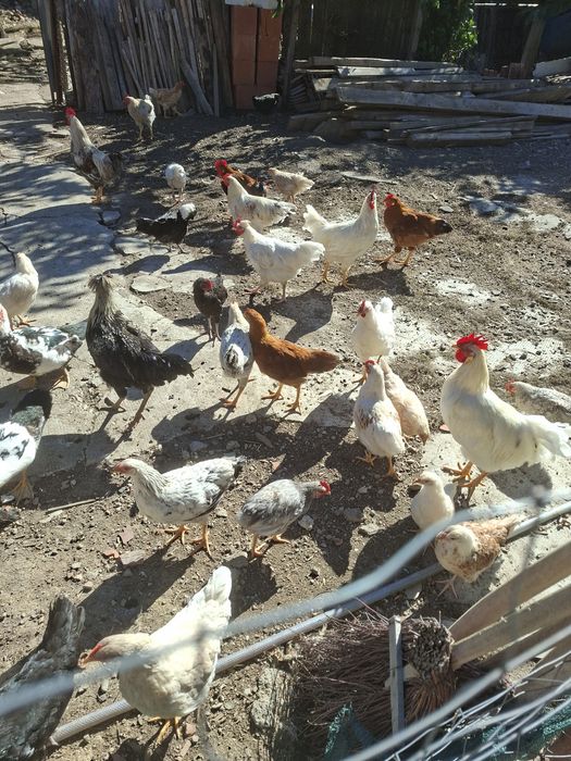 Vand un lot de20 de cocosei tineret  si 20  de rate mute tineret