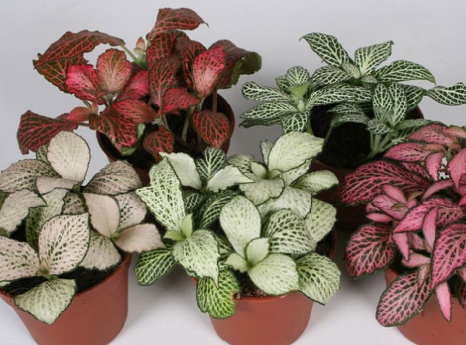 Цветы для офиса и дома от 500