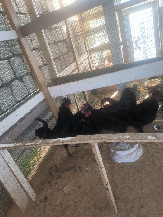 Ухаюль. Хорозлари