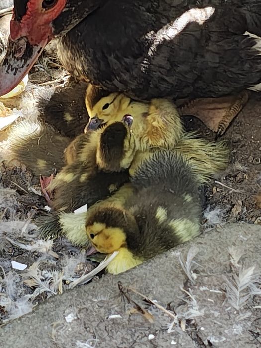 Vând rate lesesti și ouă și bobocei