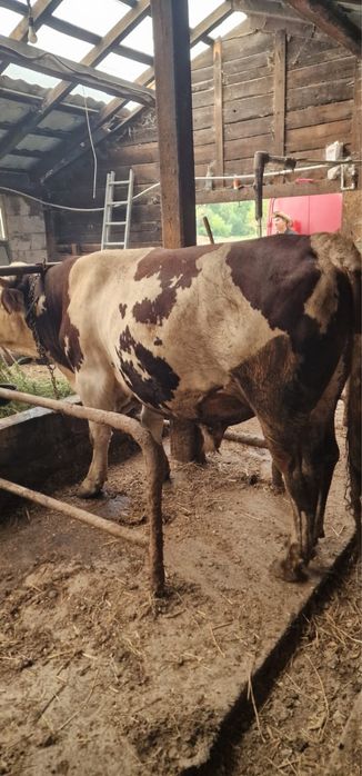 Vând doi tauri un baltat și un angus