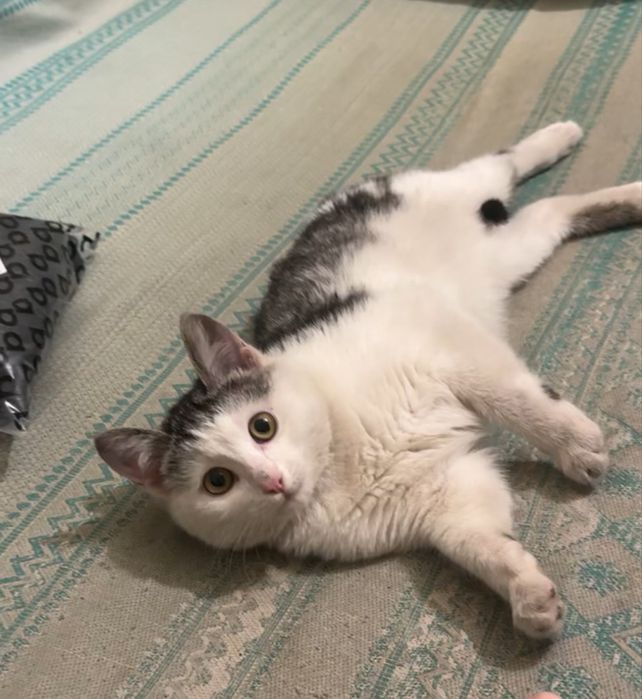 Котенок в добрые руки