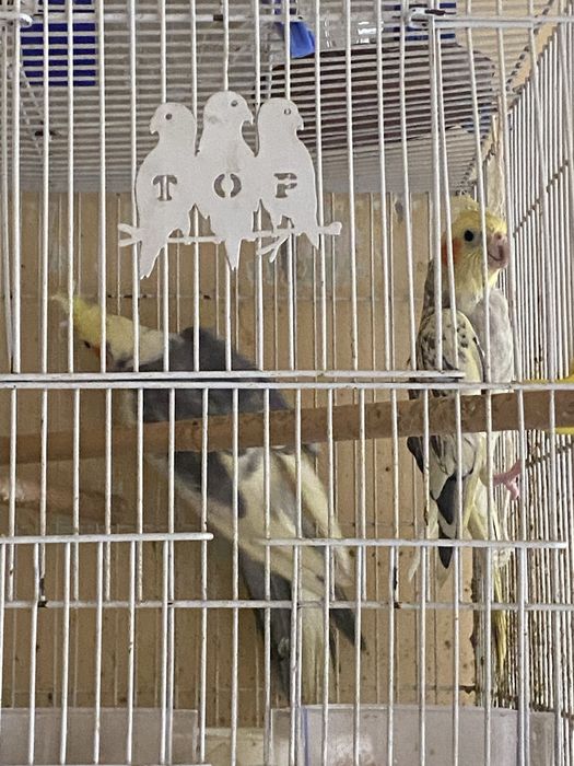 Корелла пара продается