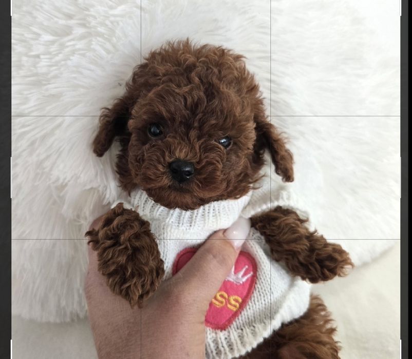 Пудел той Poodle toy с родословие чисти генетични тестове на родителите