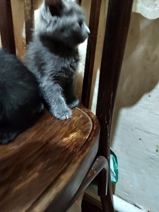 Отдам котят в добрые руки