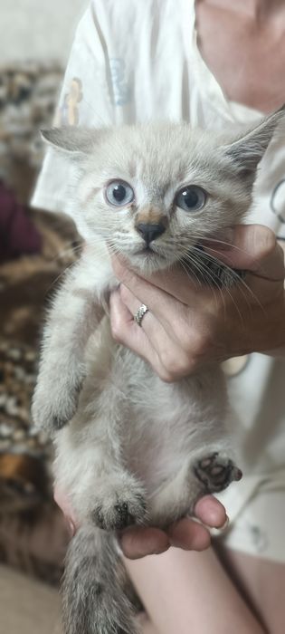 Бесплатно отдам котят