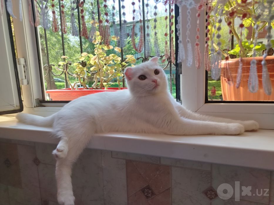 Продаётся вислоухая белая кошка