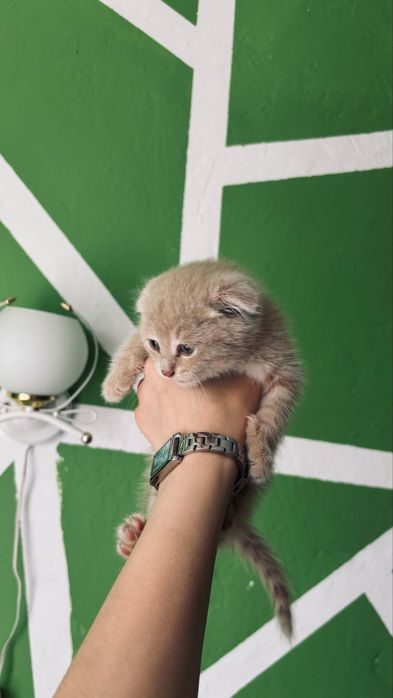отдам котенка, мальчик, породистый, игривый, нашли на БатырМола
