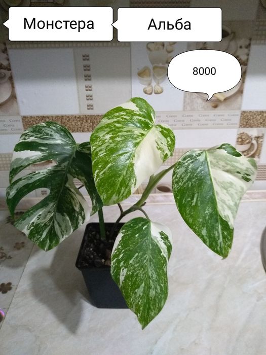 Продам комнатные растения