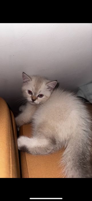 Продается скоттиш страйт