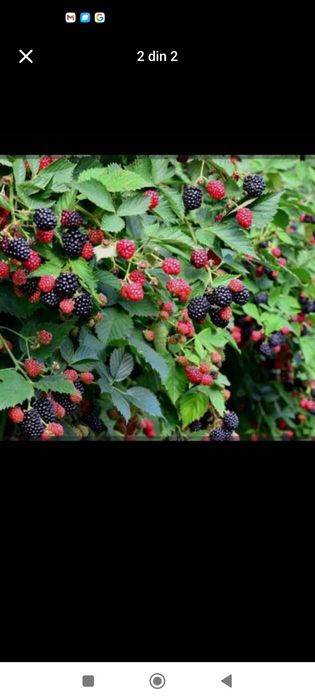 Mur Thornfree (fără țepi)