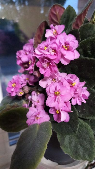 Ф и а л к а  комнатная