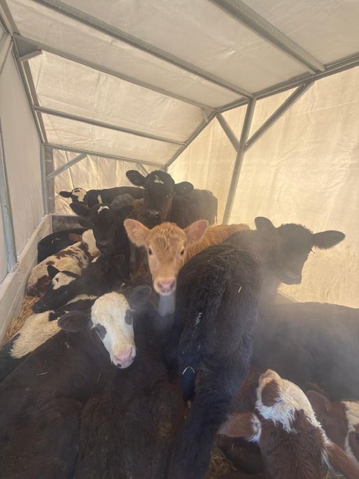 Бұзаулар сатылады