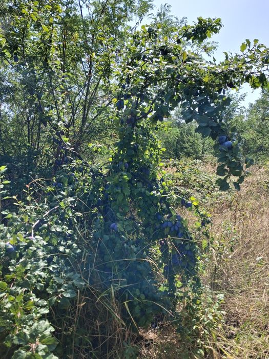 Prune de vanzare sau la schimb pe cerale